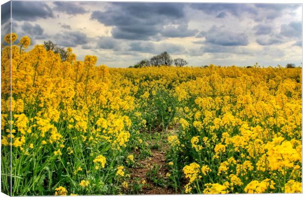 Fawsley Rapeseed Fields with an  Angry Sky Canvas Print by Helkoryo Photography
