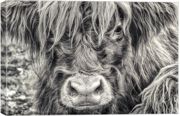A close up of a Highland Cow Canvas Print by Helkoryo Photography