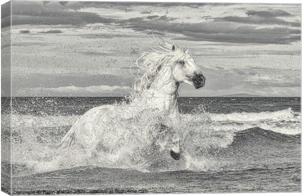 White Stallion in the Sea Canvas Print by Helkoryo Photography