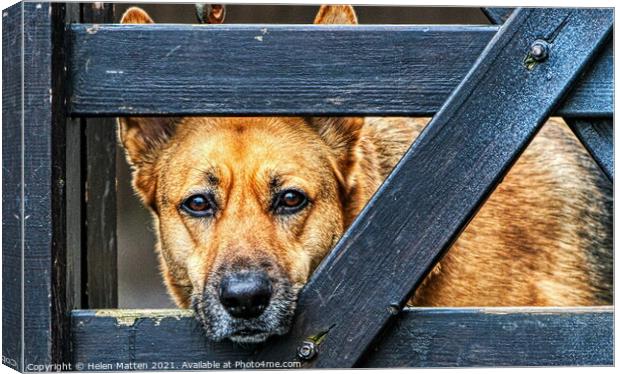 The Alsatian longing look Canvas Print by Helkoryo Photography