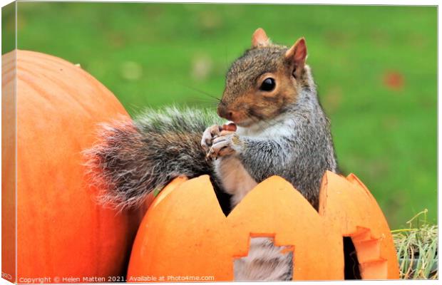 Grey Squirrel sitting in a carved pumpkin  Canvas Print by Helkoryo Photography