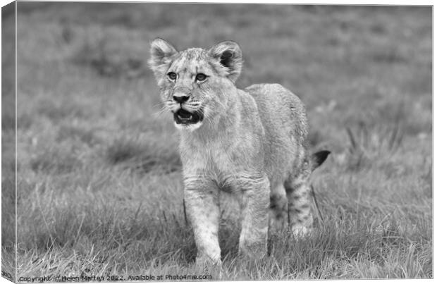 A lion cub in alert mode Black and White Canvas Print by Helkoryo Photography