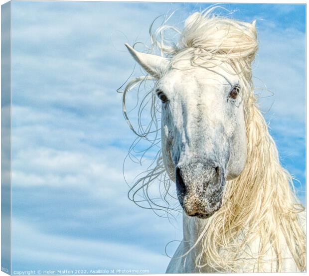 Camargue White Stallion Horse Headshot Canvas Print by Helkoryo Photography