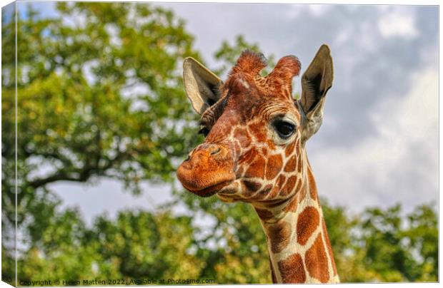 A close up of a reticulated giraffe with trees in  Canvas Print by Helkoryo Photography