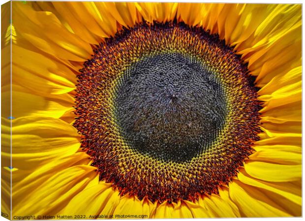 Helianthus Sunflower Centre Canvas Print by Helkoryo Photography