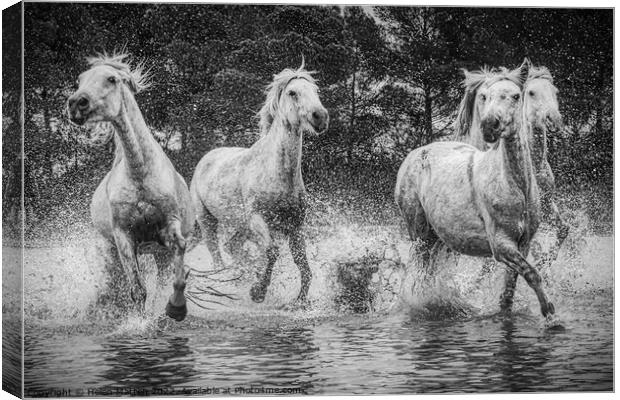Camargue Horses in the Marshes Black and White Canvas Print by Helkoryo Photography