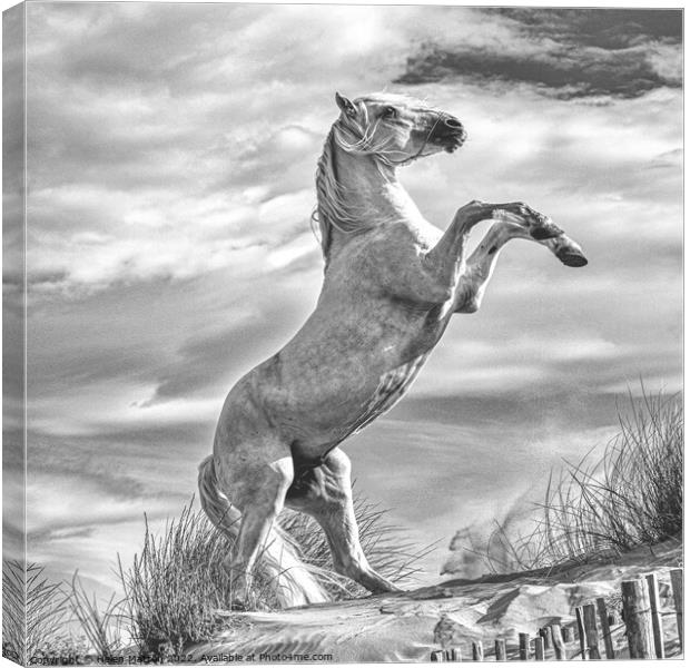 Camargue White Stallion Horse rearing 1 monochrome Canvas Print by Helkoryo Photography
