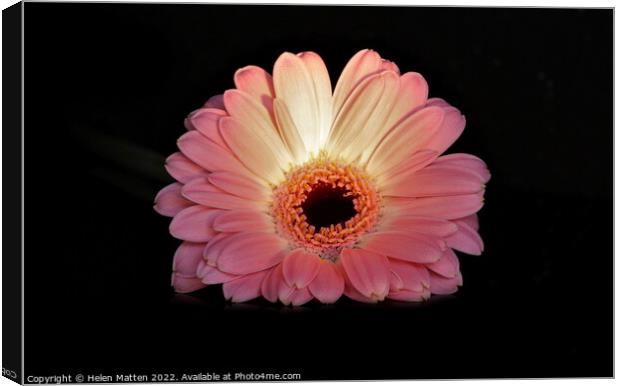 Gerbera in pink on black background lit by torchlight Canvas Print by Helkoryo Photography
