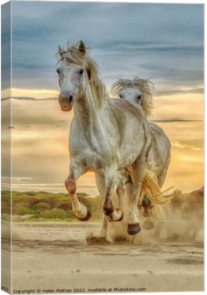 Chase on the Beach 3 horses Portrait dark Canvas Print by Helkoryo Photography