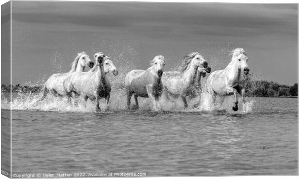Camargue Wild White Horse in the Marshes 2 BW Canvas Print by Helkoryo Photography