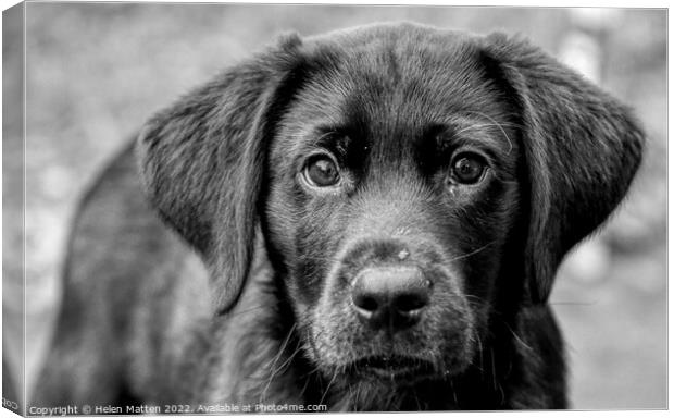Loving Eyes Black Labrador pup Canvas Print by Helkoryo Photography
