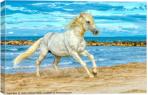 Camargue white stallion HDR Canvas Print by Helkoryo Photography