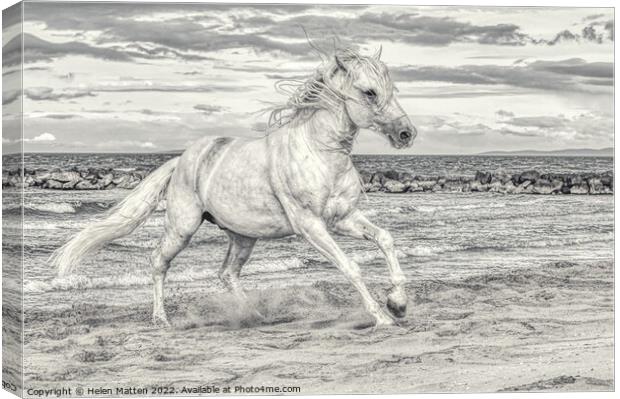 Camargue white stallion Black and White Canvas Print by Helkoryo Photography