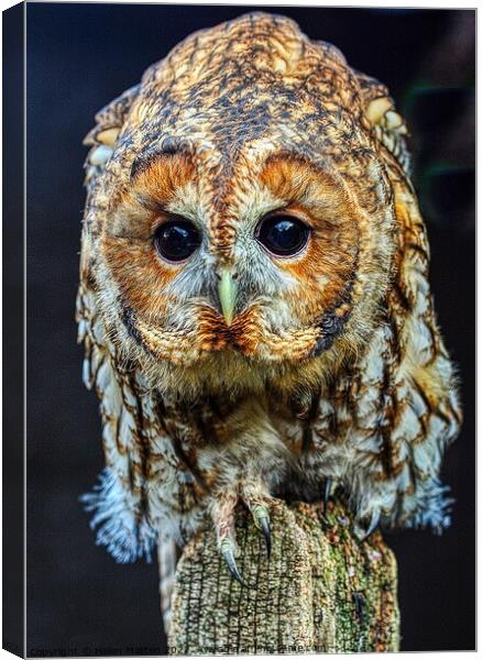 Tawny Owl Portrait Canvas Print by Helkoryo Photography