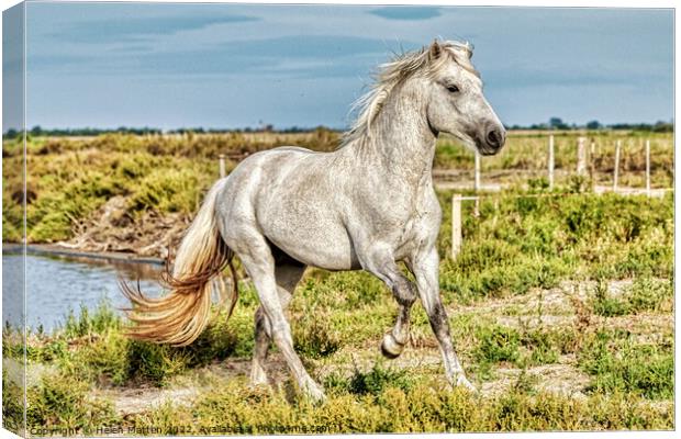 A Young Camargue Stallion 2 Canvas Print by Helkoryo Photography