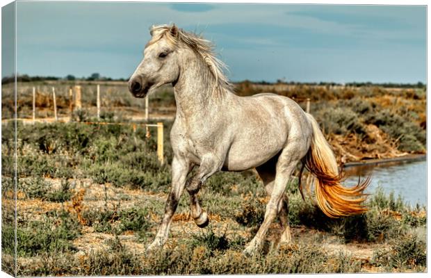 A Young Camargue Stallion in the Marshes 1 Canvas Print by Helkoryo Photography