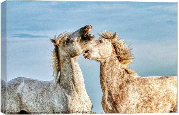 Stallions fighting in the Camargue colour Canvas Print by Helkoryo Photography