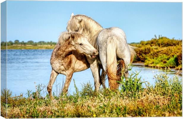 Two young stallions playing 1 Canvas Print by Helkoryo Photography