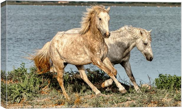 Two young stallions playing 2 Canvas Print by Helkoryo Photography