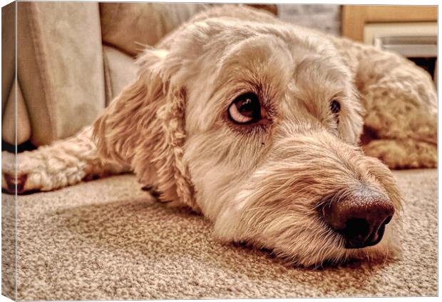 Labradoodle Loving Eyes Canvas Print by Helkoryo Photography