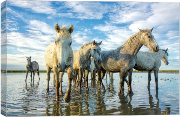 Playful Camargue Mares Canvas Print by Helkoryo Photography
