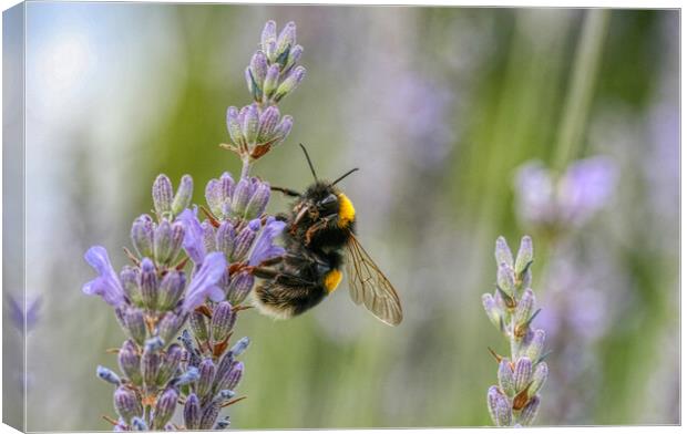 Bumblebee on the Lavender Canvas Print by Helkoryo Photography