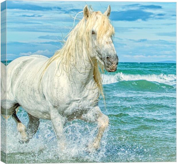 Trotting in the sea Canvas Print by Helkoryo Photography