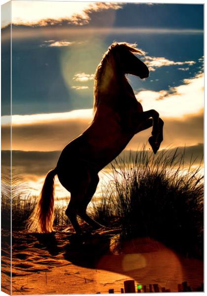 Stallion rearing silhouette Canvas Print by Helkoryo Photography