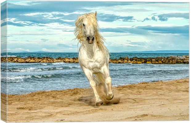 White stallion head on cantering on the beach Canvas Print by Helkoryo Photography