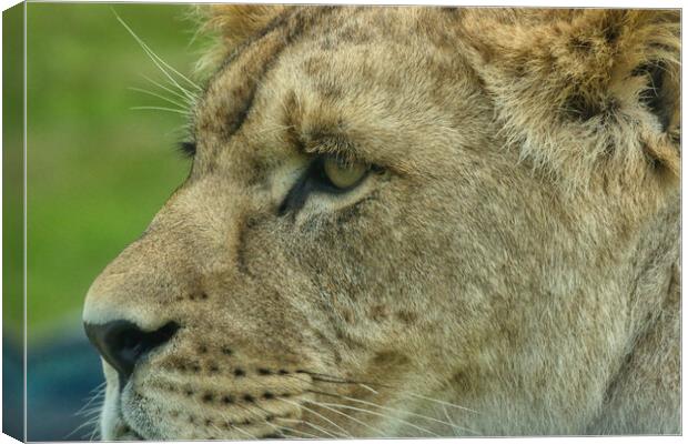 Young lion 2 Canvas Print by Helkoryo Photography