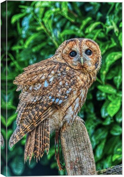 Tawny Owl 2 Canvas Print by Helkoryo Photography