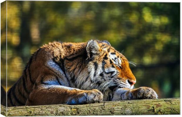 Siberian Tiger resting on a log 4 Canvas Print by Helkoryo Photography