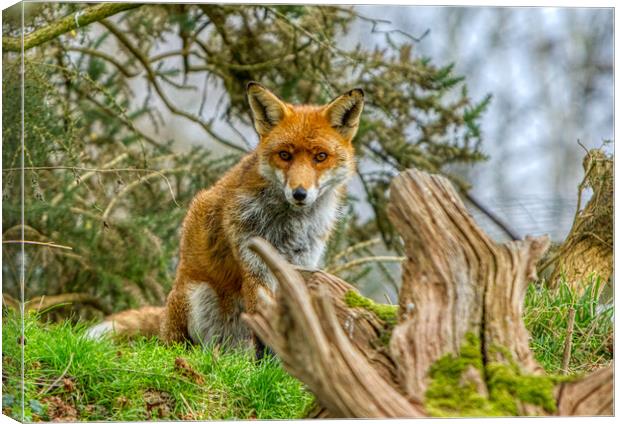 A fox sitting by a tree stump Canvas Print by Helkoryo Photography