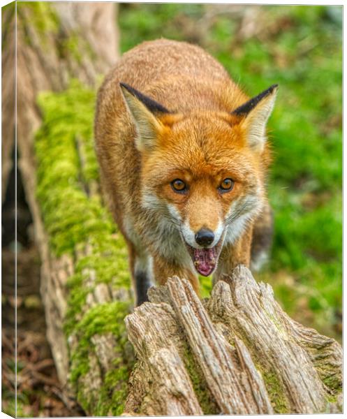 Red fox smiling Canvas Print by Helkoryo Photography