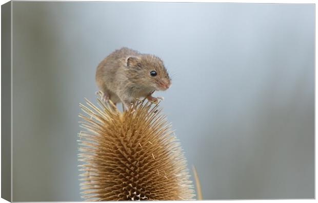 Harvest mouse on teasel 1 Canvas Print by Helkoryo Photography