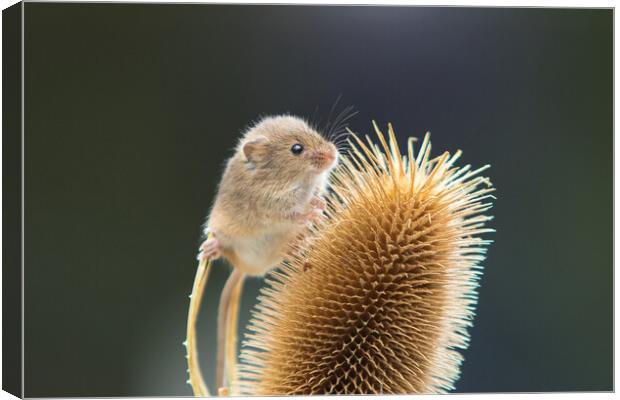 Harvest Mouse 3 Canvas Print by Helkoryo Photography