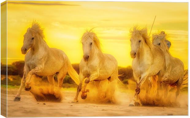 Sunset sand golden gallops Canvas Print by Helkoryo Photography