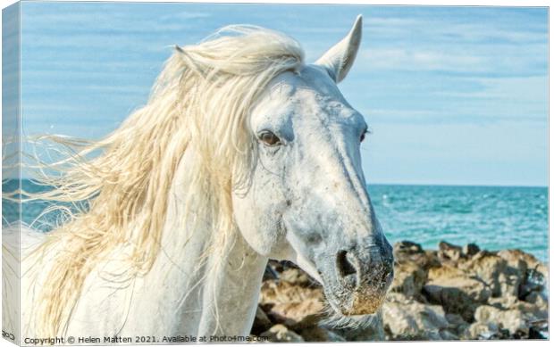 Camargue white stallion headshot by the sea Canvas Print by Helkoryo Photography