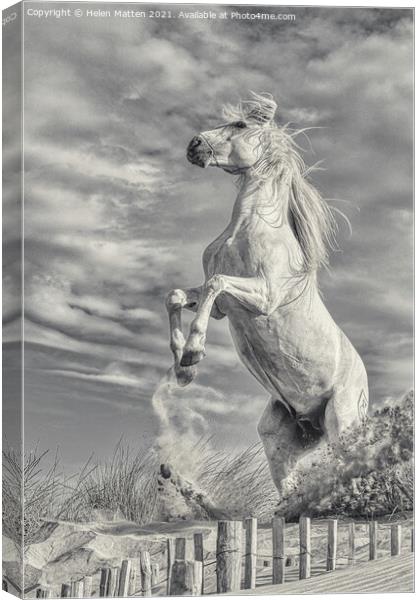 White Stallion Rearing Light Version Canvas Print by Helkoryo Photography