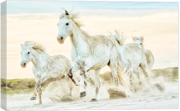 A group of Camargue Horses galloping to the left in the sand Canvas Print by Helkoryo Photography