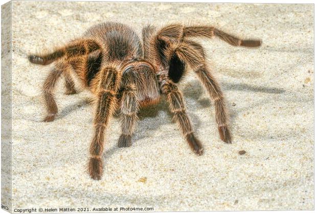 A close up of a Tarantula spider in the sand Canvas Print by Helkoryo Photography