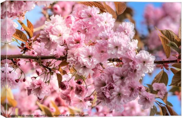 Cherry Blossom Canvas Print by Helkoryo Photography