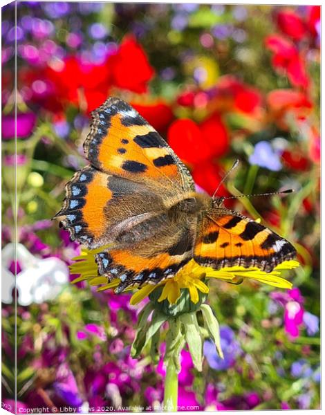 A colorful butterfly on a flower Canvas Print by Libby  Plews 