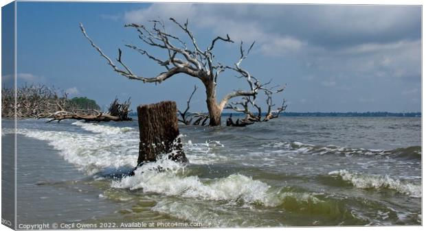 Outdoor oceanbeach Canvas Print by Cecil Owens