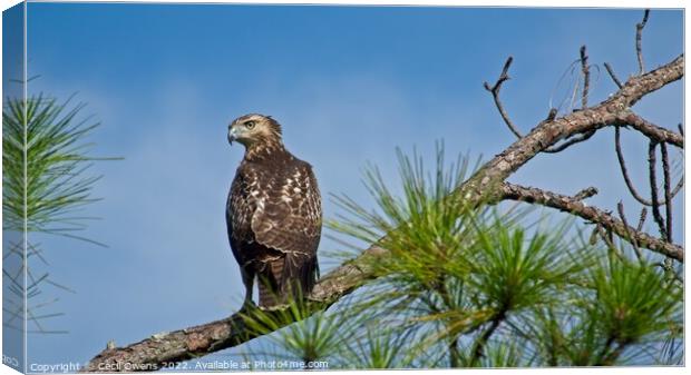 A hawk perched on a tree branch Canvas Print by Cecil Owens
