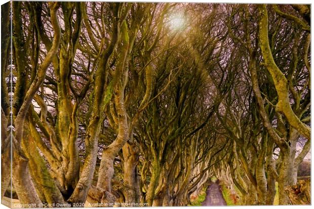 The dark hedges Canvas Print by Cecil Owens