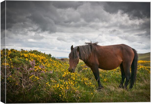 Dartmoor pony grazing with unsettled weather approaching. Dartmoor, Devon, UK. Canvas Print by Peter Bolton