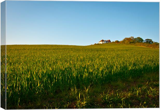 Looking up a hill and wheat field towards a White House and a copse at Leigh on Sea, Essex, UK. Canvas Print by Peter Bolton