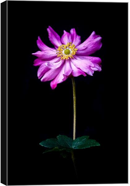 'Anenome' Single flower with stalk against a black Canvas Print by Peter Bolton