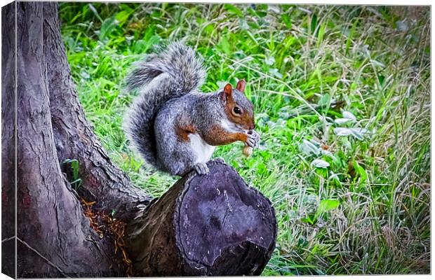 A Grey Squirrel (Sciurus carolinesis) standing on tree trunk with a nut in its paws. Canvas Print by Peter Bolton